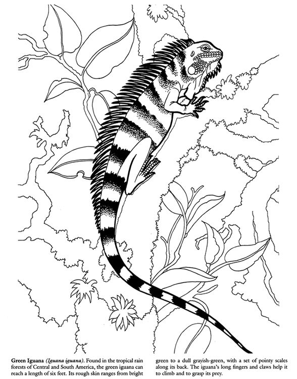 free printable iguana coloring pages for kids jpg