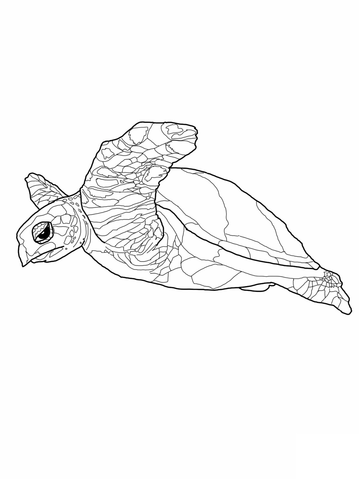 31 Relaxing Turtle Coloring Pages Printable 14