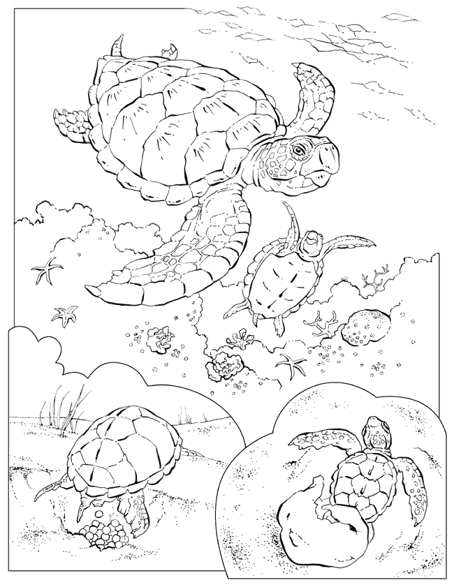 31 Relaxing Turtle Coloring Pages Printable 22