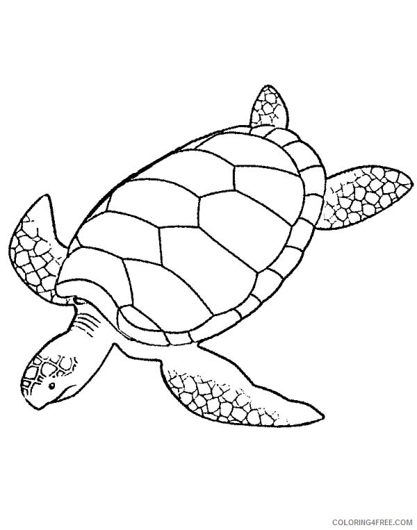 31 Relaxing Turtle Coloring Pages Printable 34