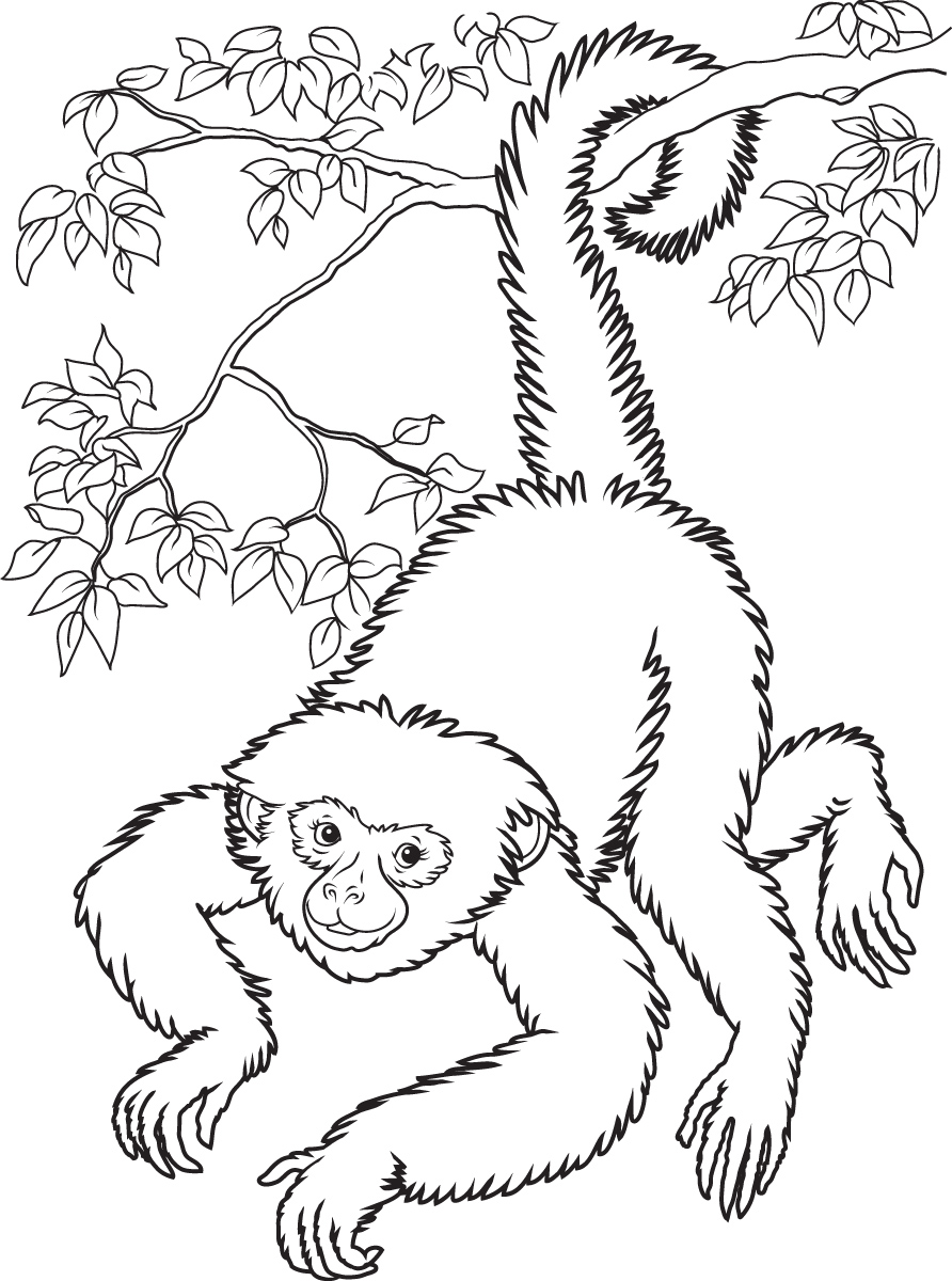 36 Playful Monkey Coloring Pages Printable 1