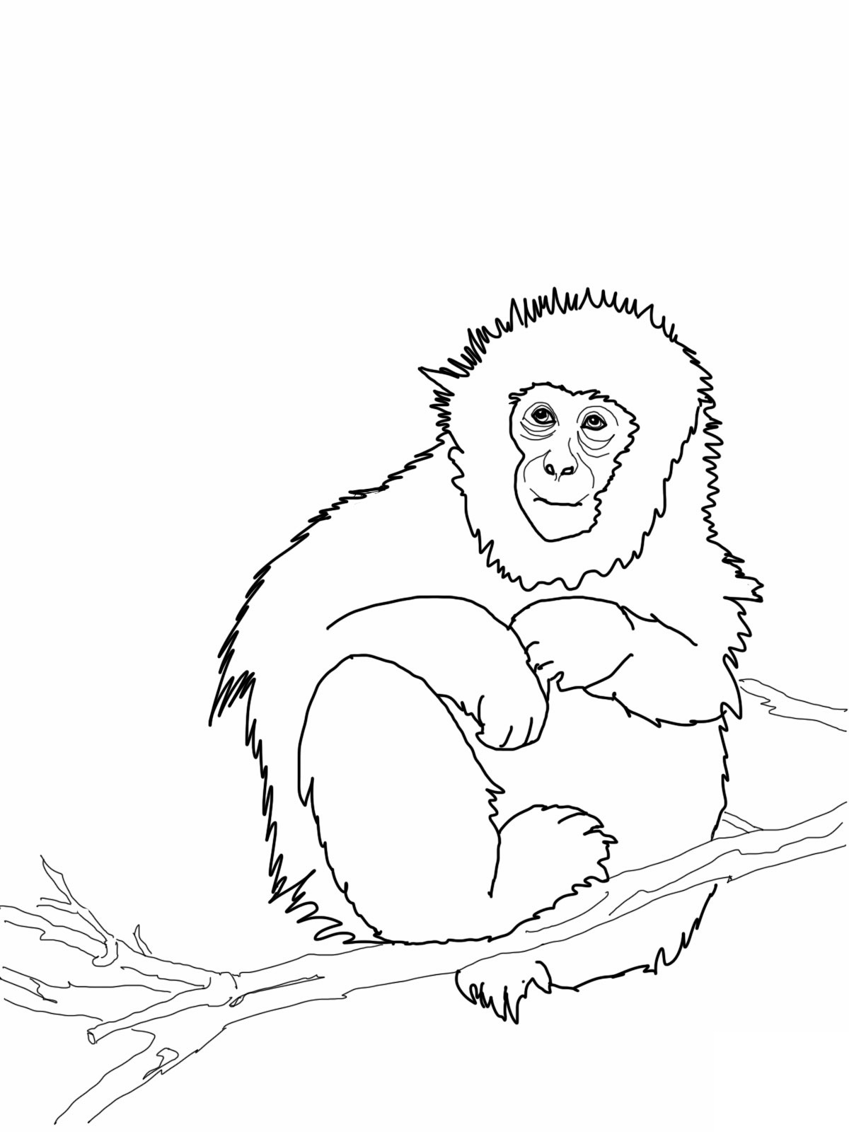 36 Playful Monkey Coloring Pages Printable 35