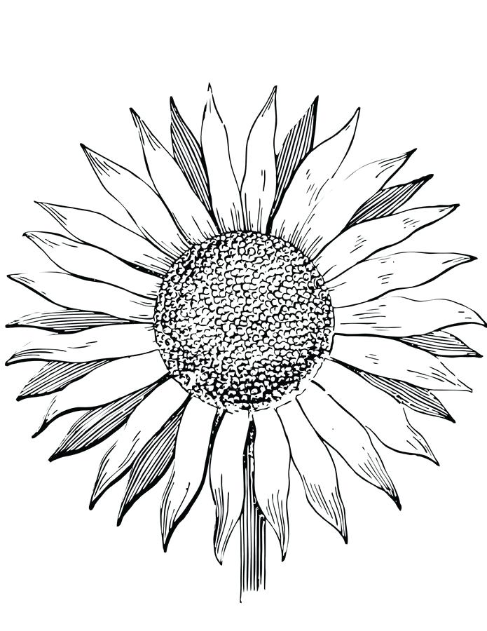 cheerful sunflower coloring pages printable jpg