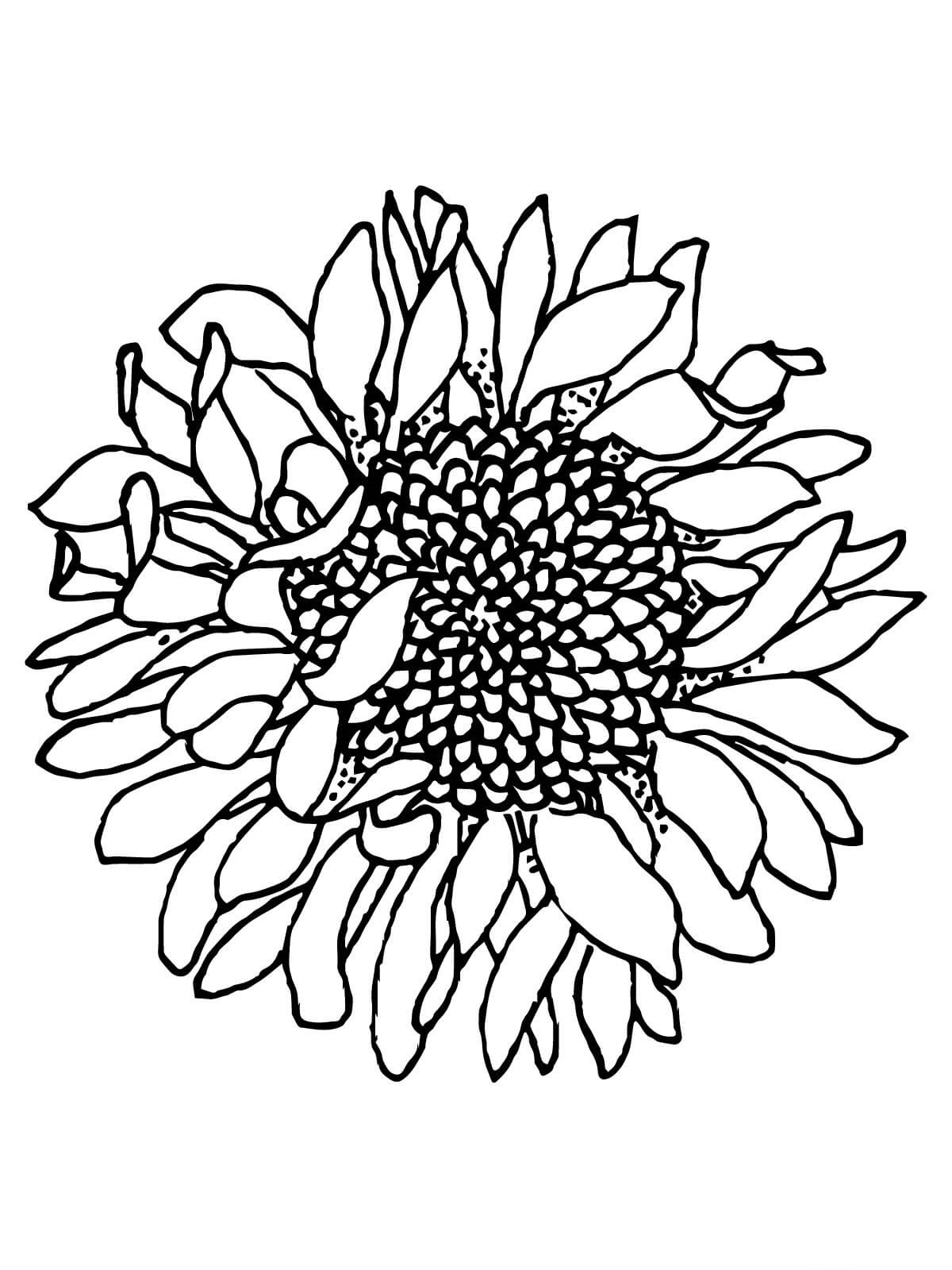 Cheerful Sunflower Coloring Pages Printable 23