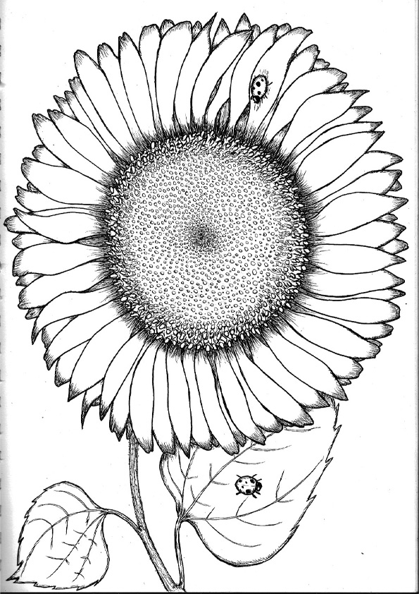 cheerful sunflower coloring pages printable jpg