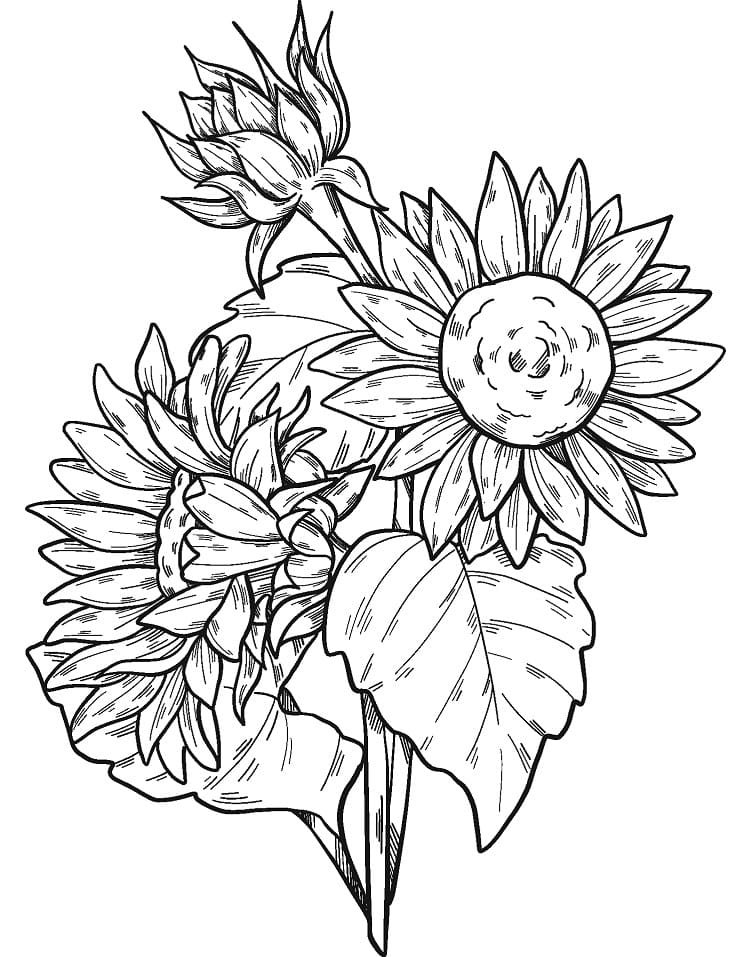 cheerful sunflower coloring pages printable jpg