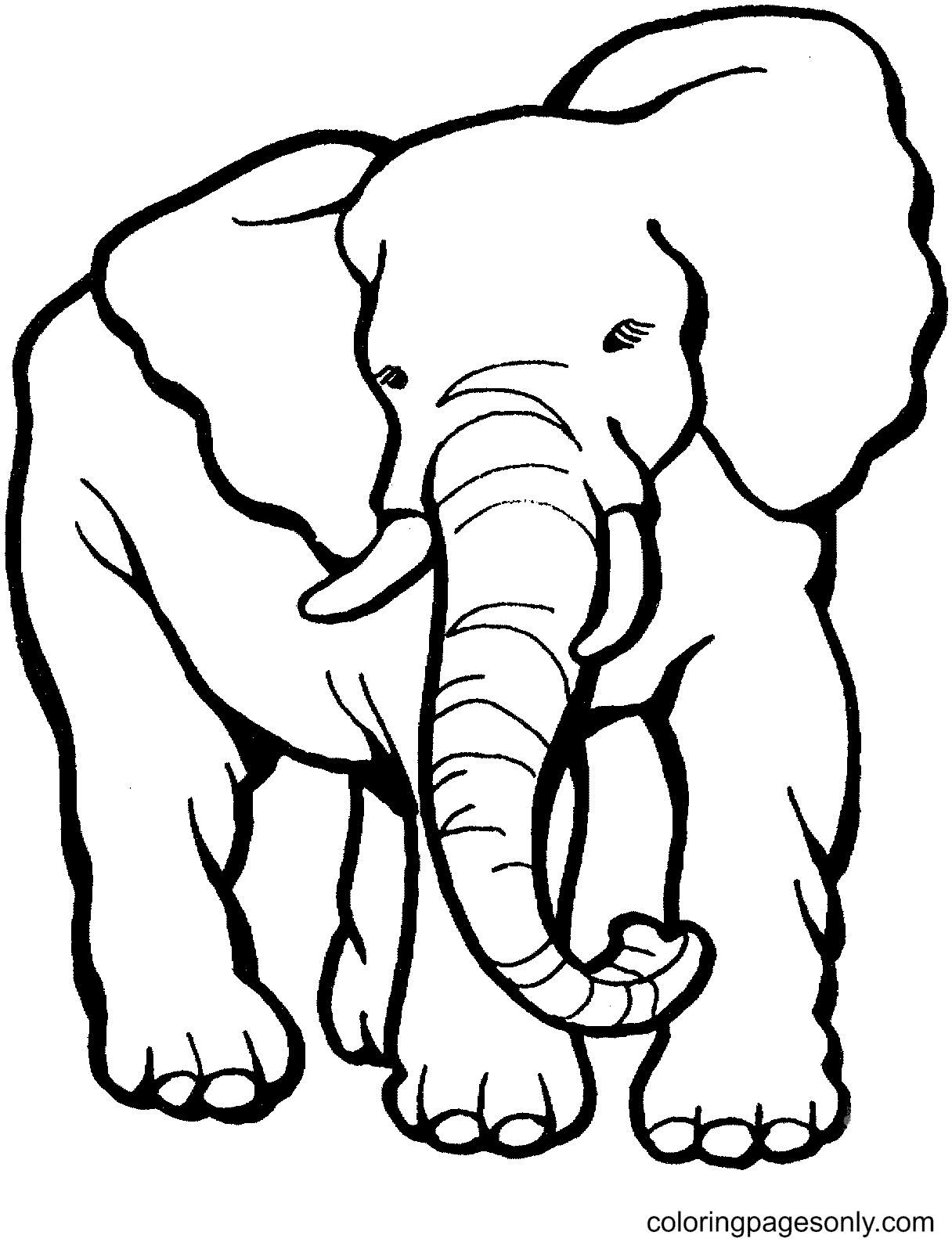 elephant coloring pages printable jpg