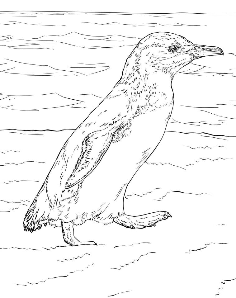 penguin coloring pages printable jpg