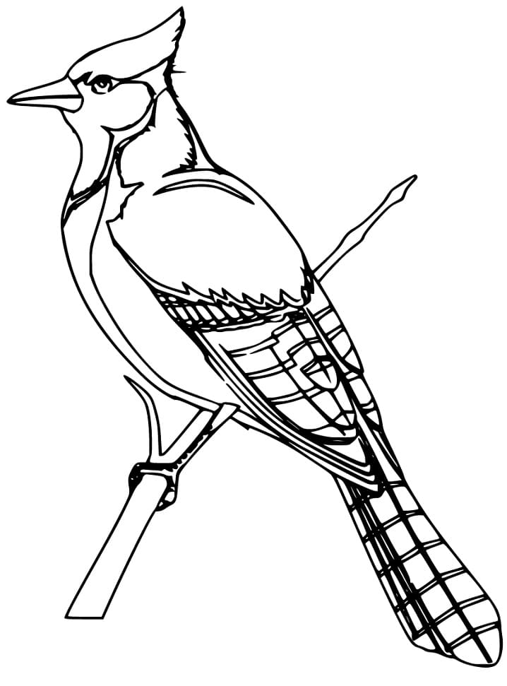 colorful jay coloring pages printable jpg