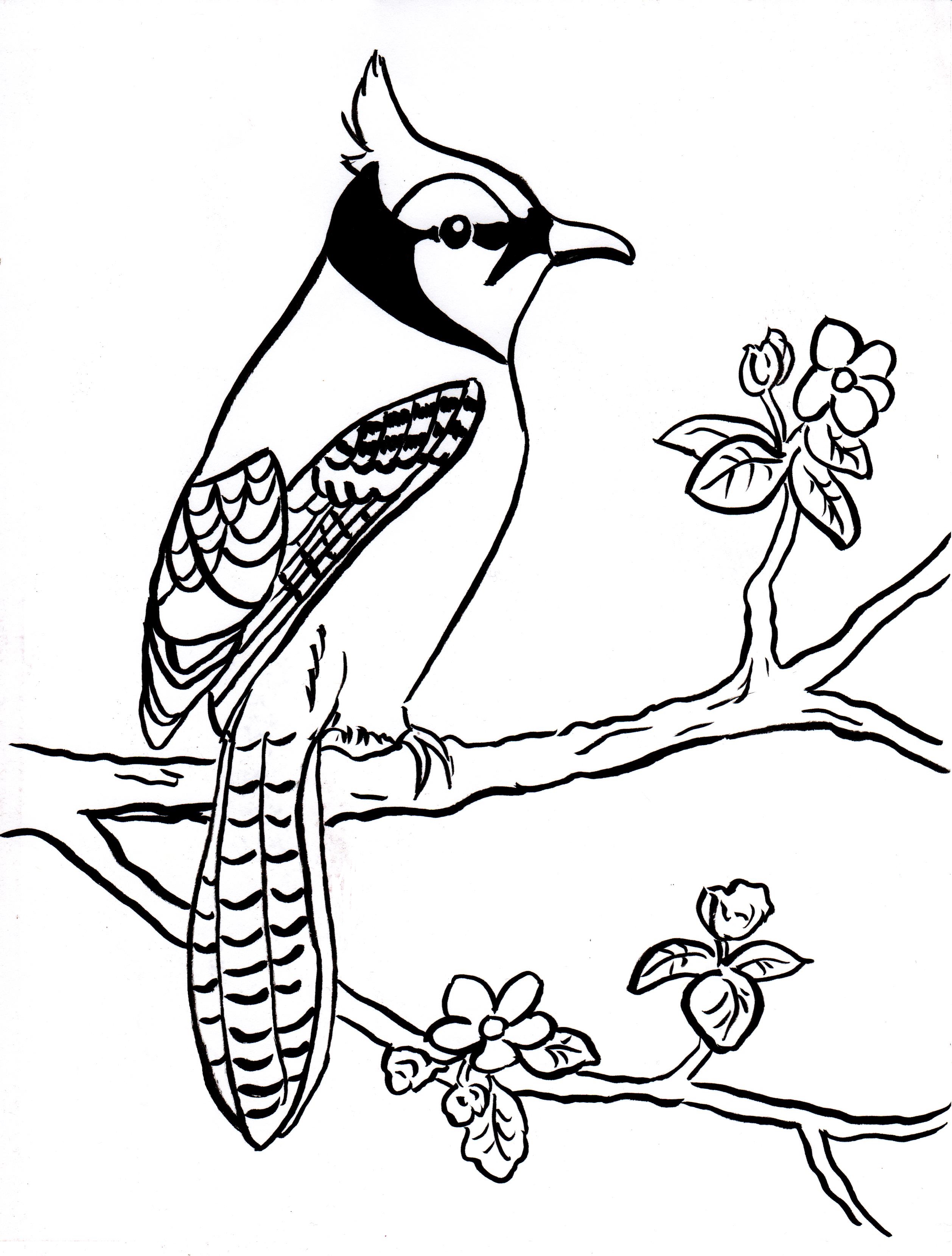 30 Colorful Jay Coloring Pages Printable 25