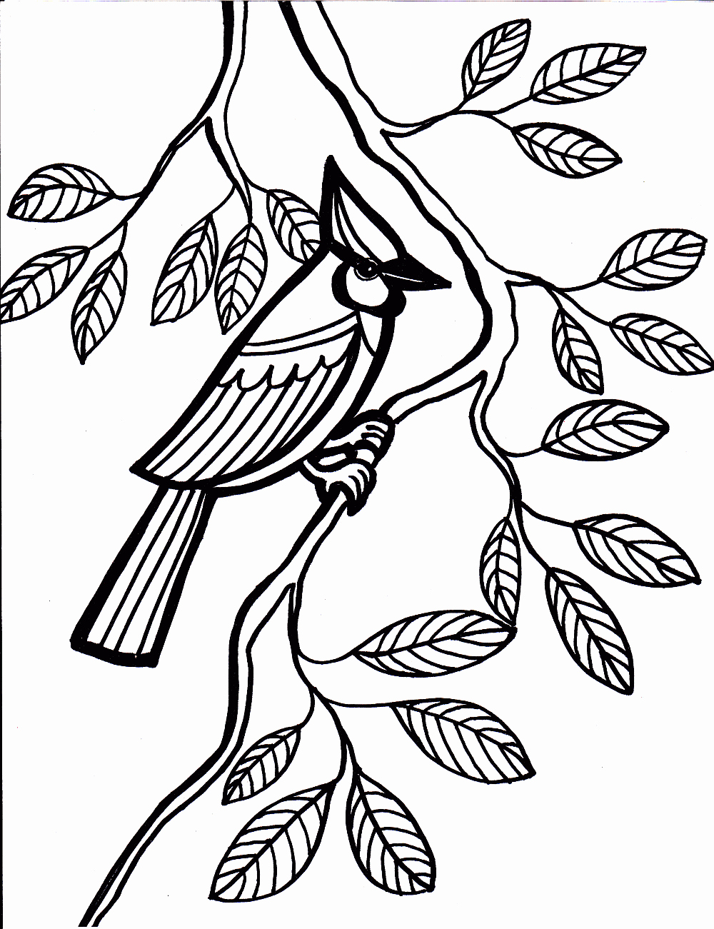 30 Colorful Jay Coloring Pages Printable 26