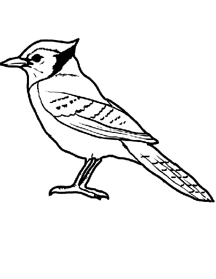 colorful jay coloring pages printable jpg