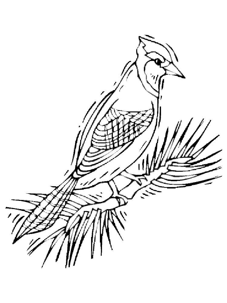 30 Colorful Jay Coloring Pages Printable 29