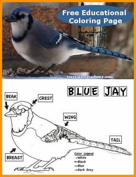 30 Colorful Jay Coloring Pages Printable 3