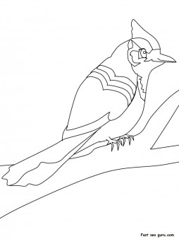 30 Colorful Jay Coloring Pages Printable 34