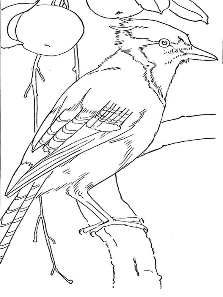 30 Colorful Jay Coloring Pages Printable 5