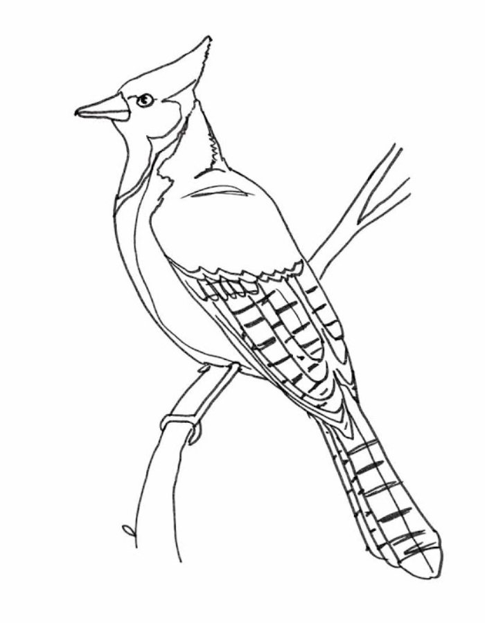 30 Colorful Jay Coloring Pages Printable 8