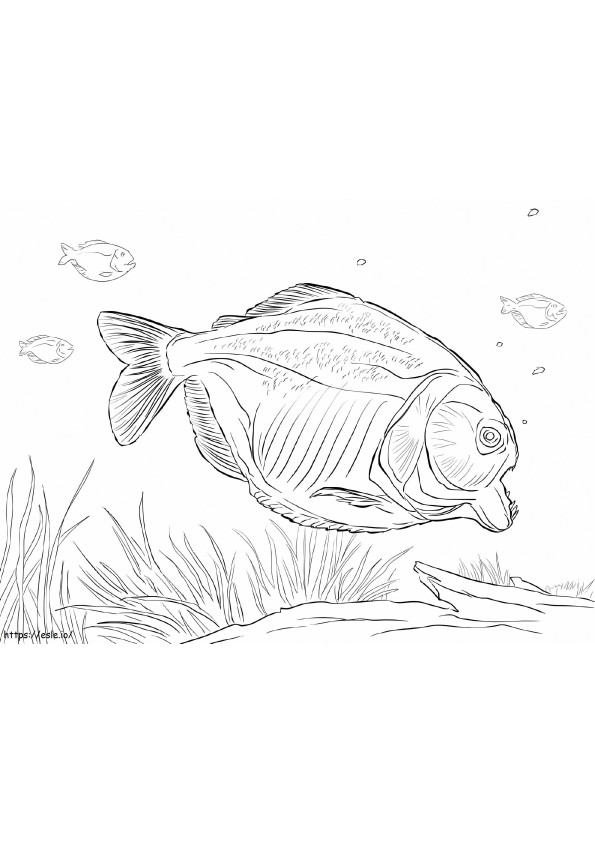 ferocious piranhas coloring pages printable jpg