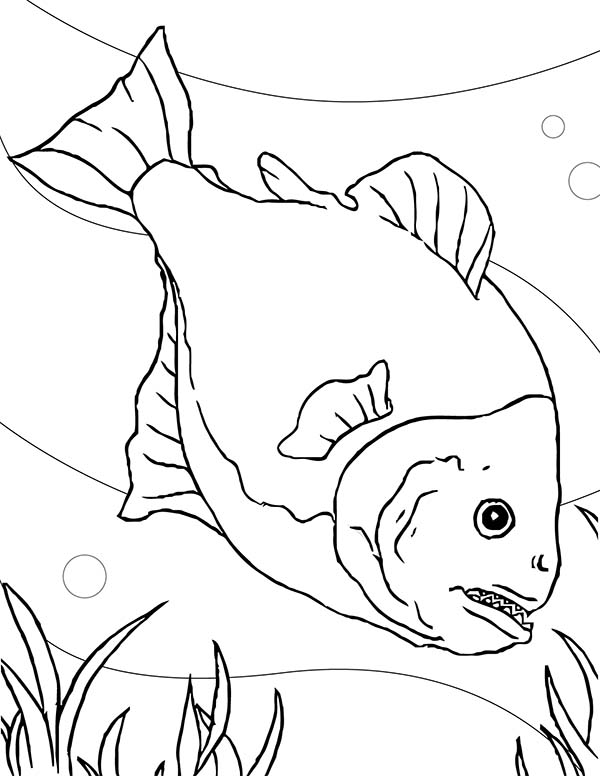 30 Ferocious Piranhas Coloring Pages Printable 24