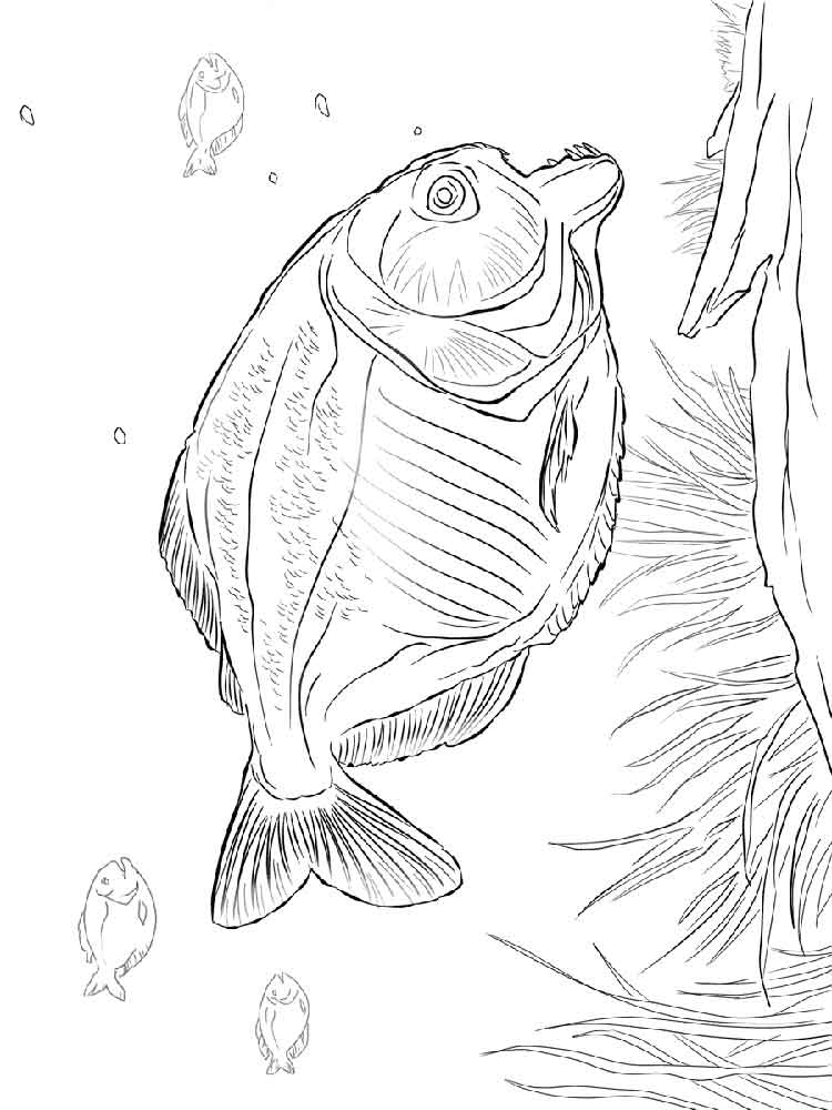 30 Ferocious Piranhas Coloring Pages Printable 30