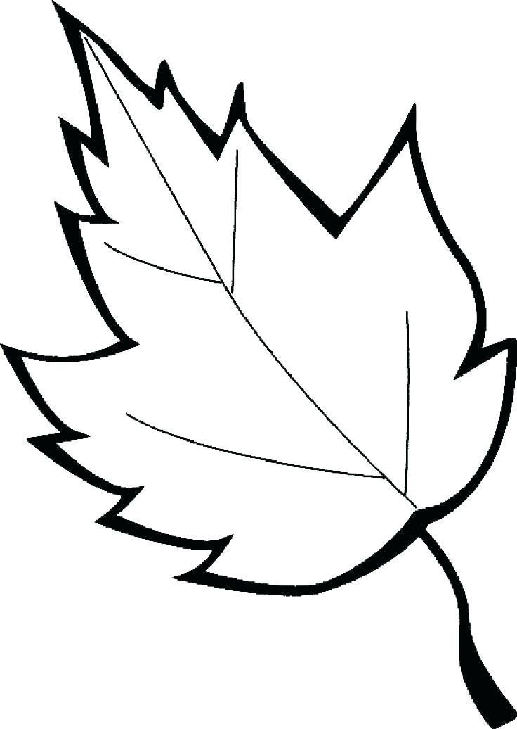 30 Leaf Coloring Pages for Kids Printable 2