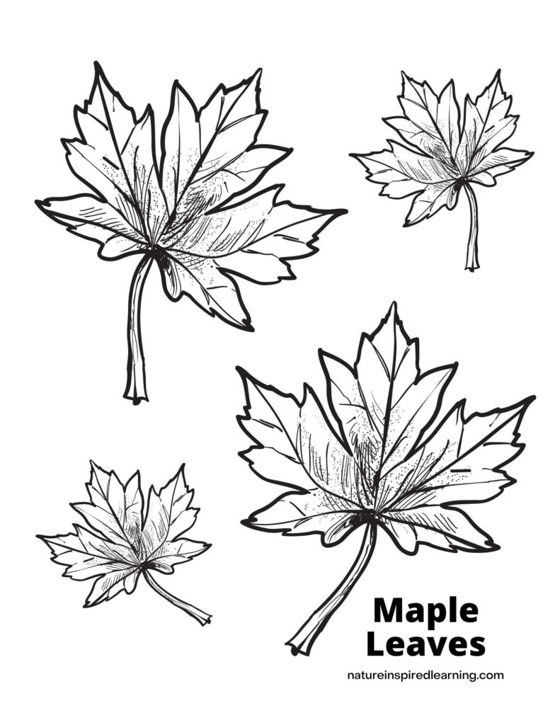 leaf coloring pages for kids printable jpg