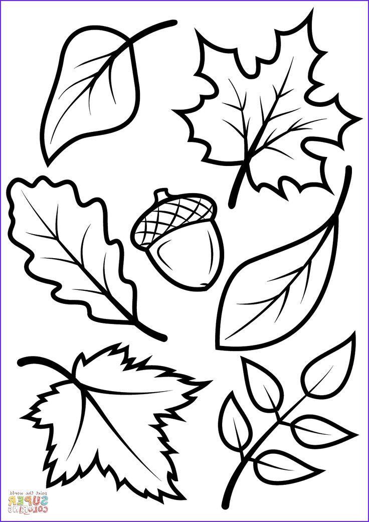 30 Leaf Coloring Pages for Kids Printable 4