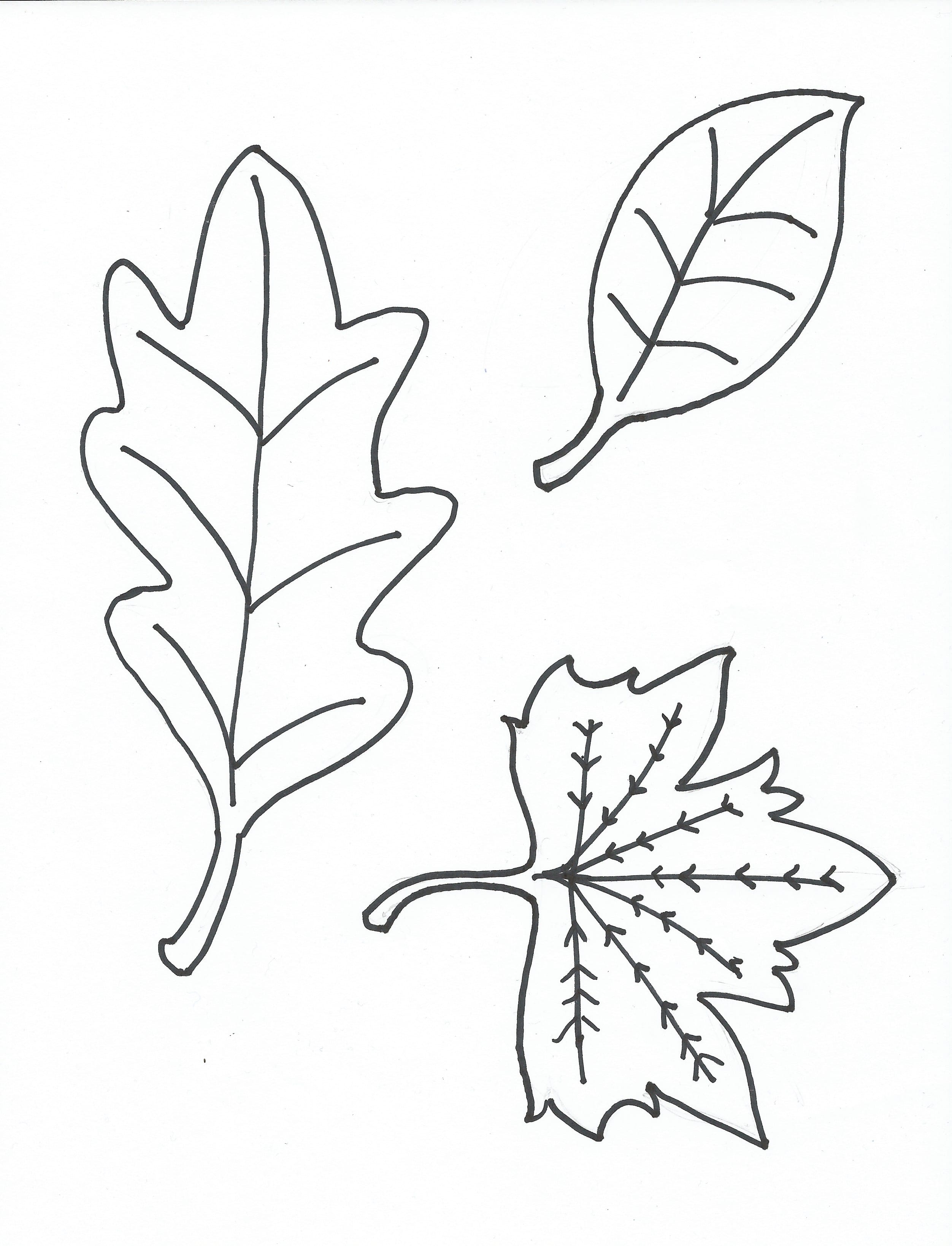 30 Leaf Coloring Pages for Kids Printable 5