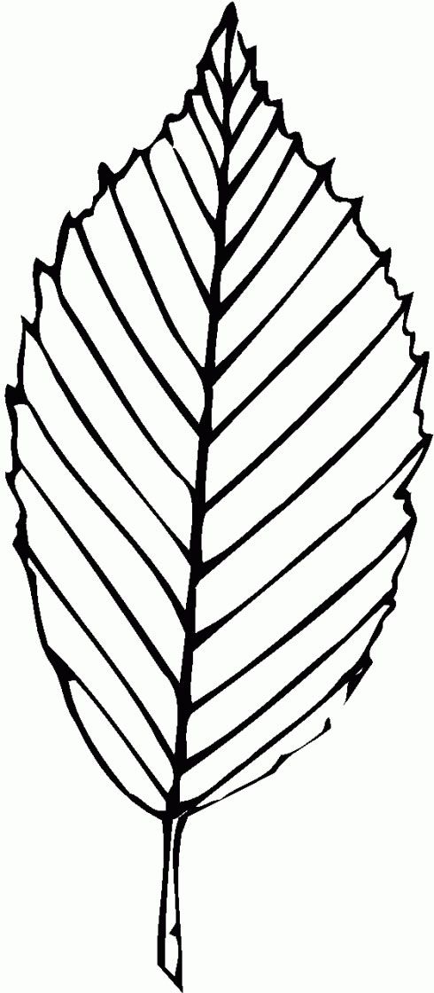 30 Leaf Coloring Pages for Kids Printable 8