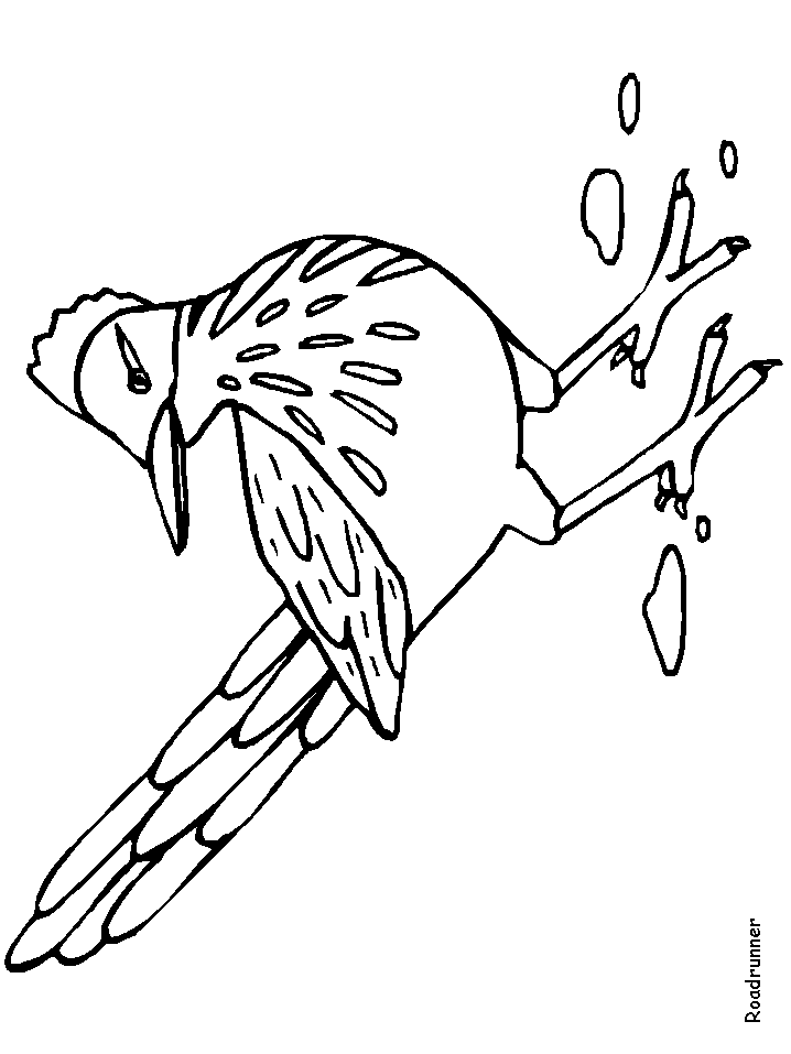 fast roadrunner coloring pages printable jpg