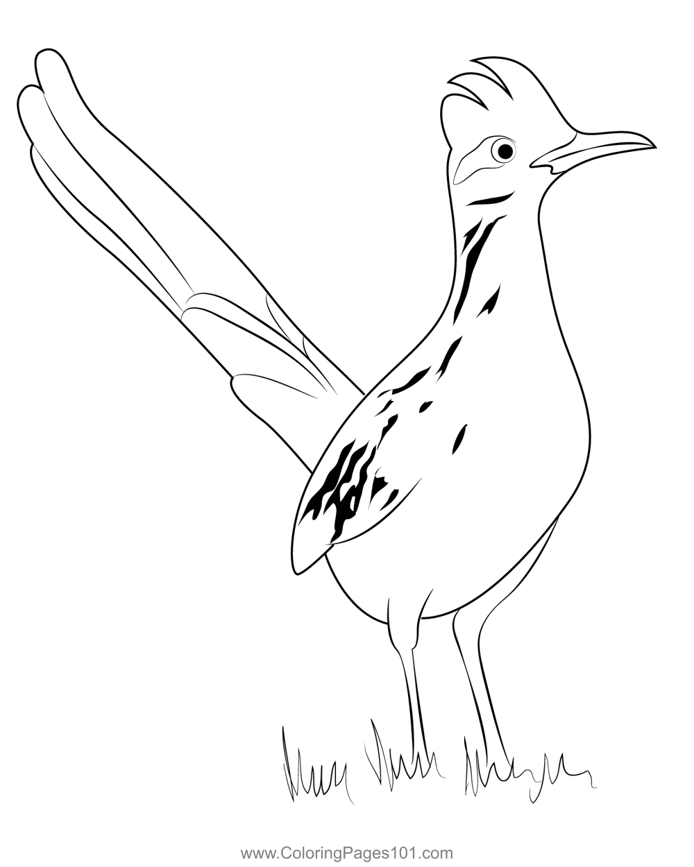 fast roadrunner coloring pages printable jpg