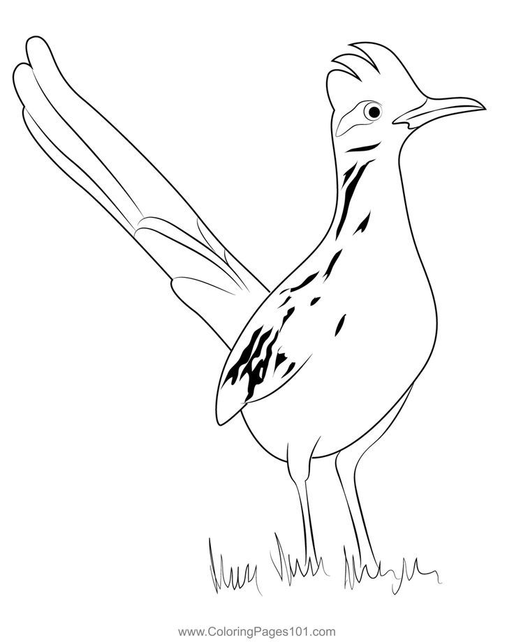 31 Fast Roadrunner Coloring Pages Printable 19