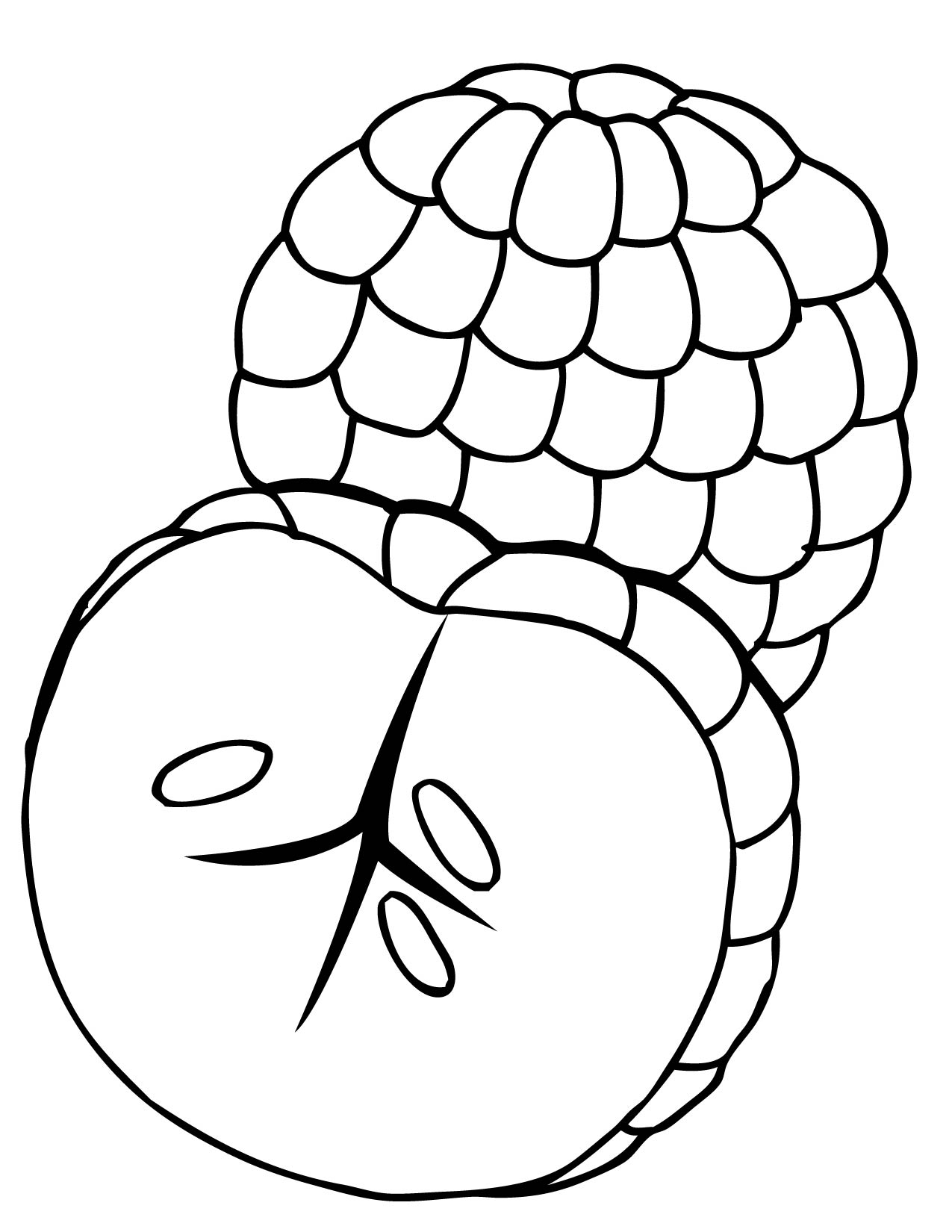 kiwi fruit coloring pages printable jpg