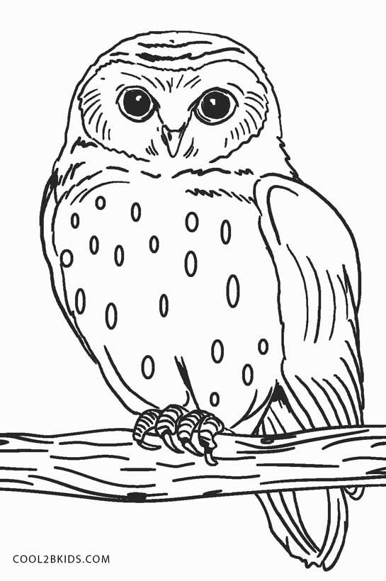 32 Owl Coloring Pages for Adults Printable 17