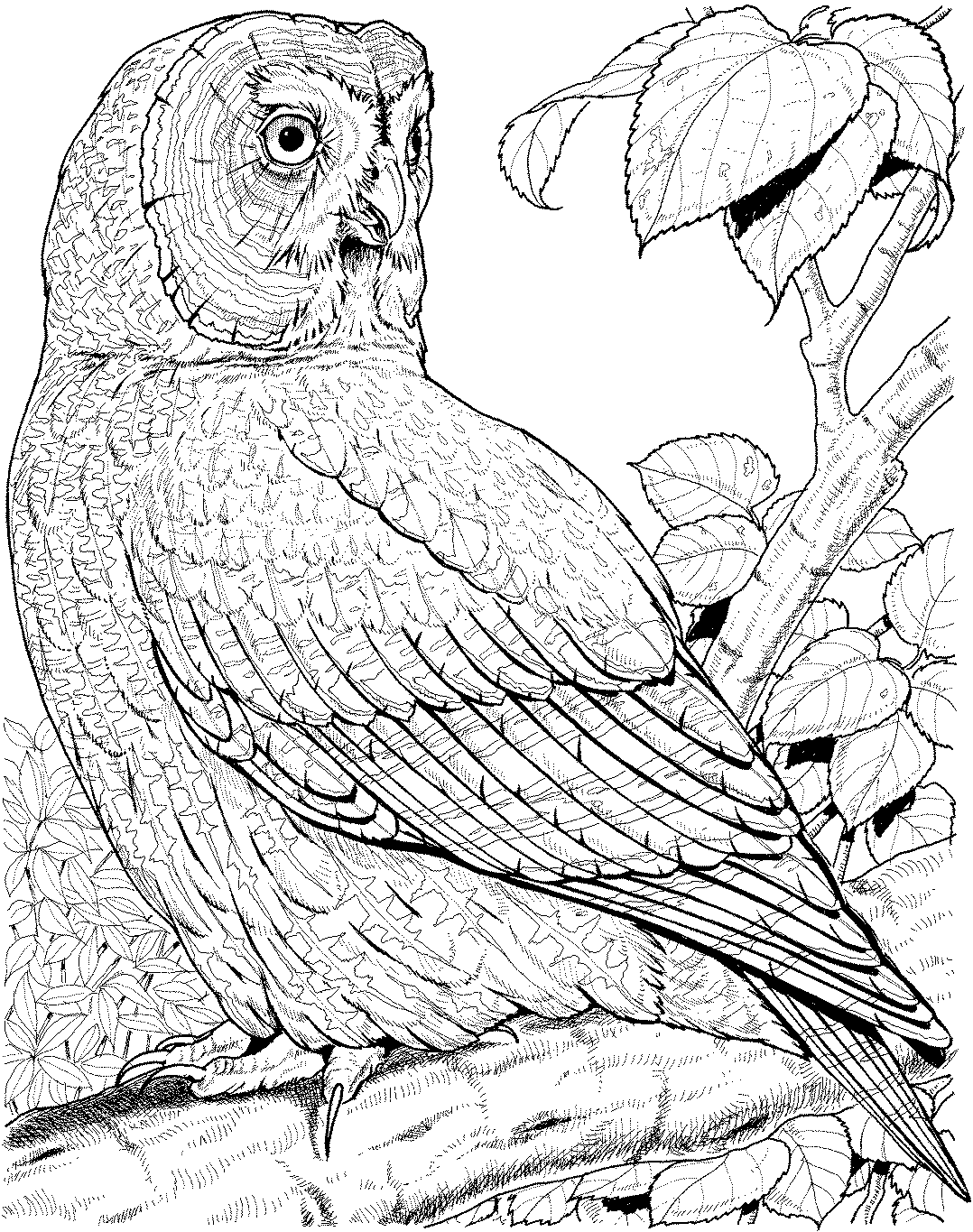 owl coloring pages for adults printable jpg