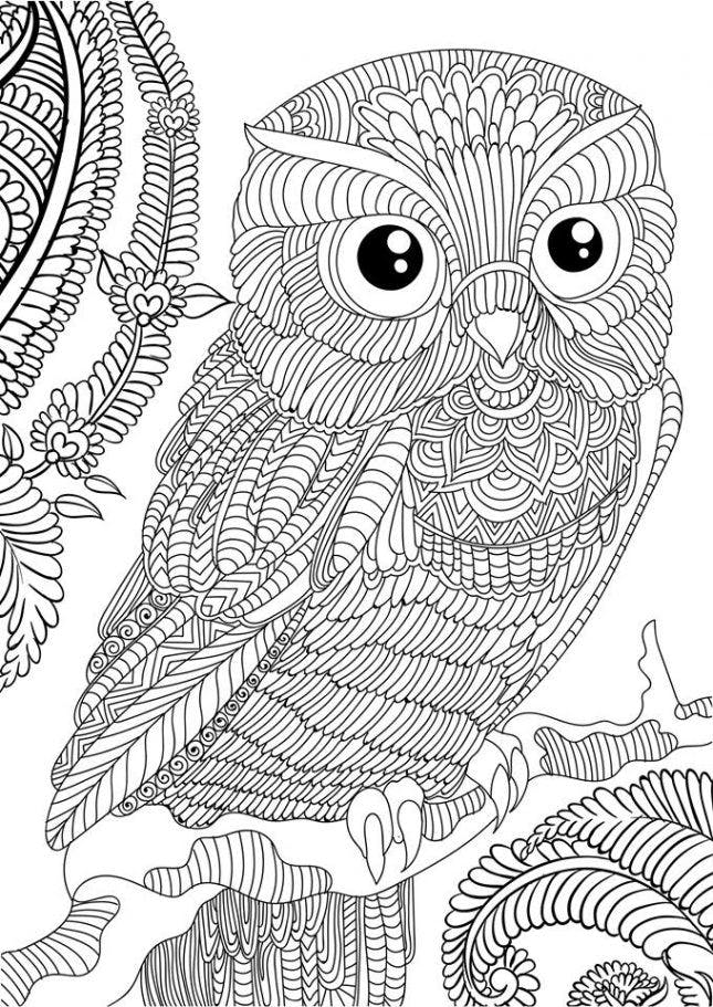 owl coloring pages for adults printable jpg