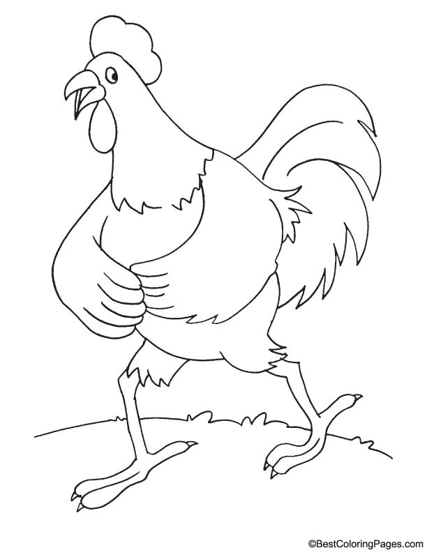 rooster coloring pages printable jpg