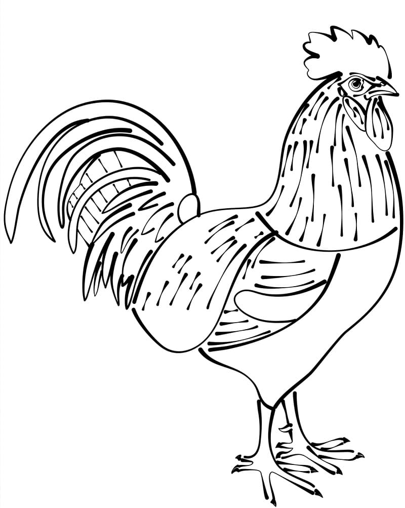 32 Rooster Coloring Pages Printable 29