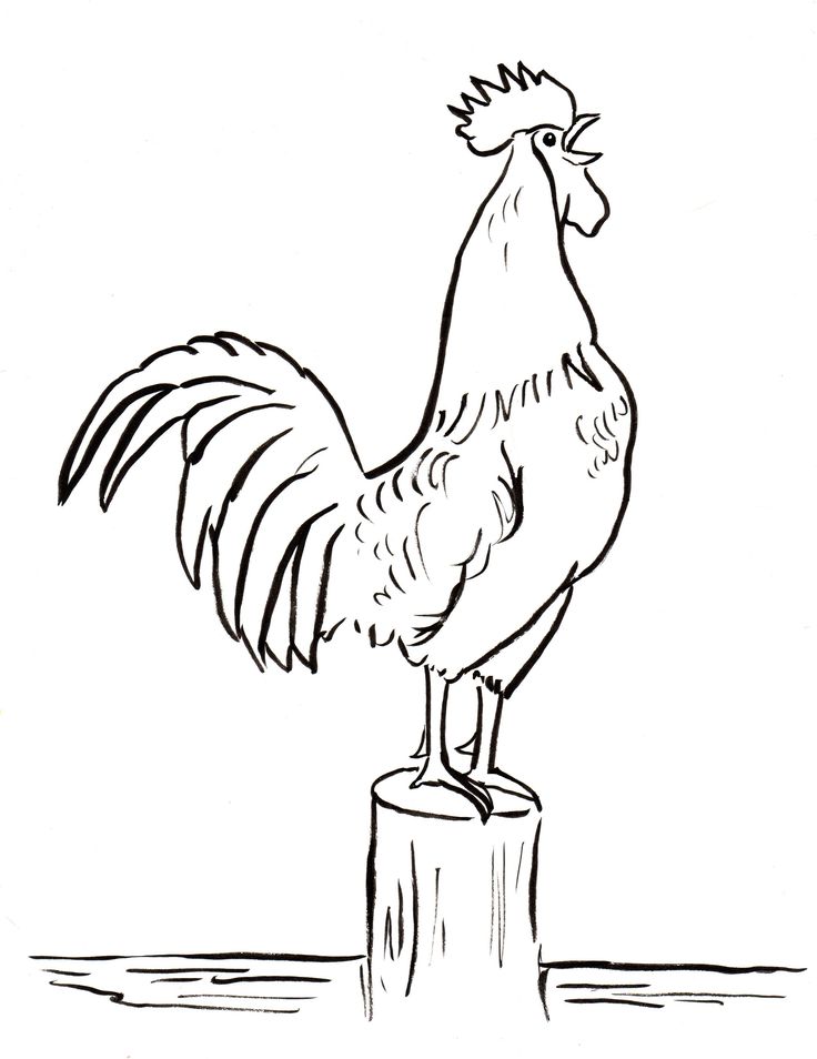 rooster coloring pages printable jpg