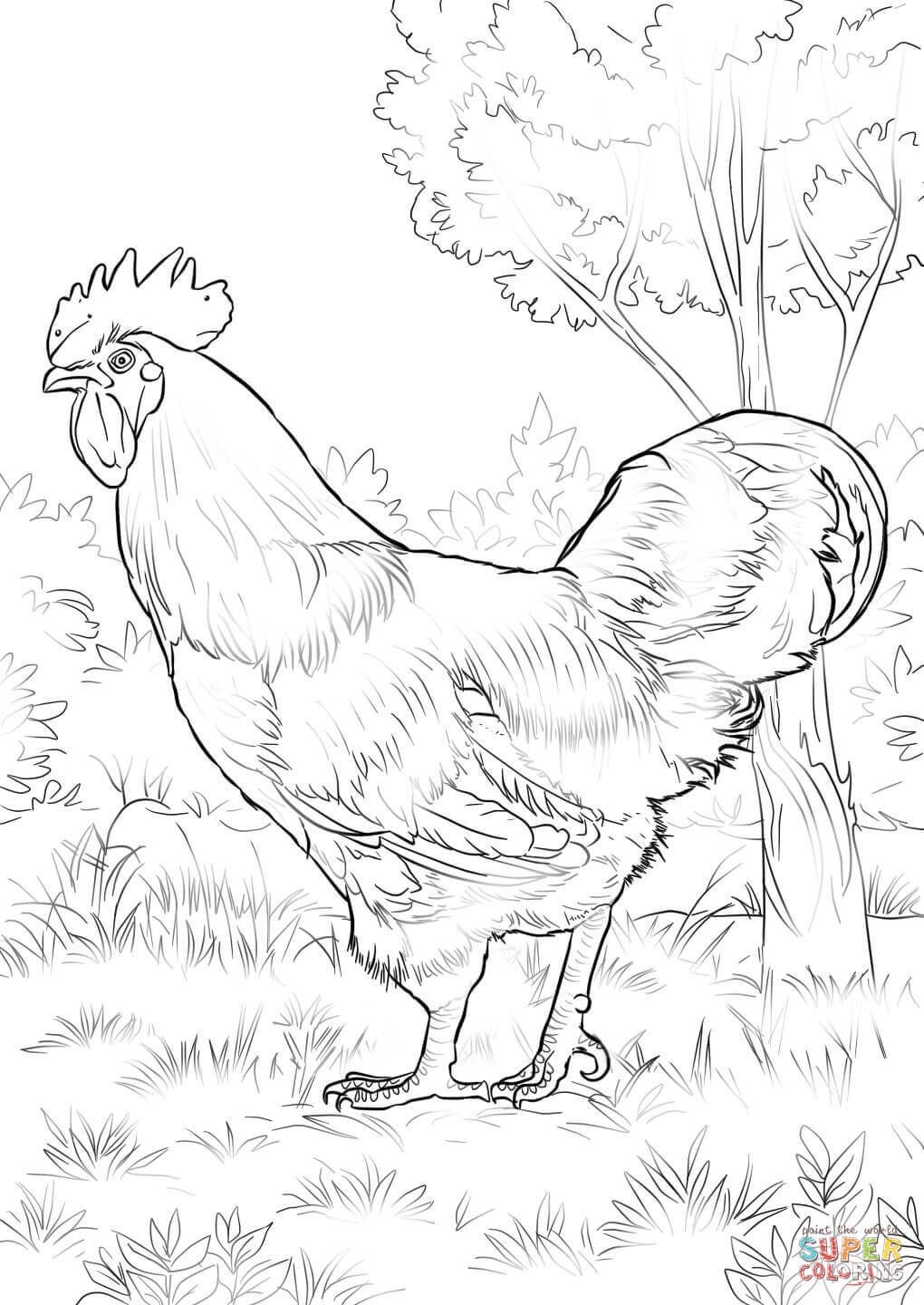 32 Rooster Coloring Pages Printable 8