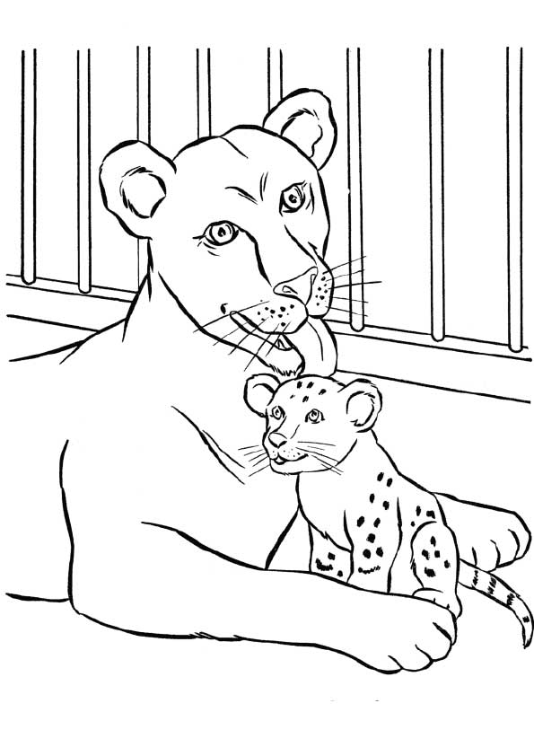 32 Zoo Coloring Pages for Kids Printable 15