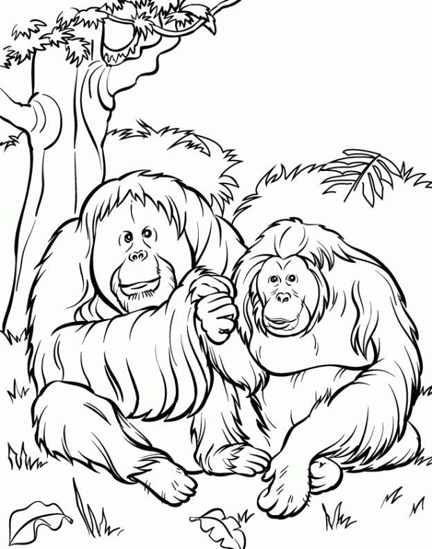 zoo coloring pages for kids printable jpg