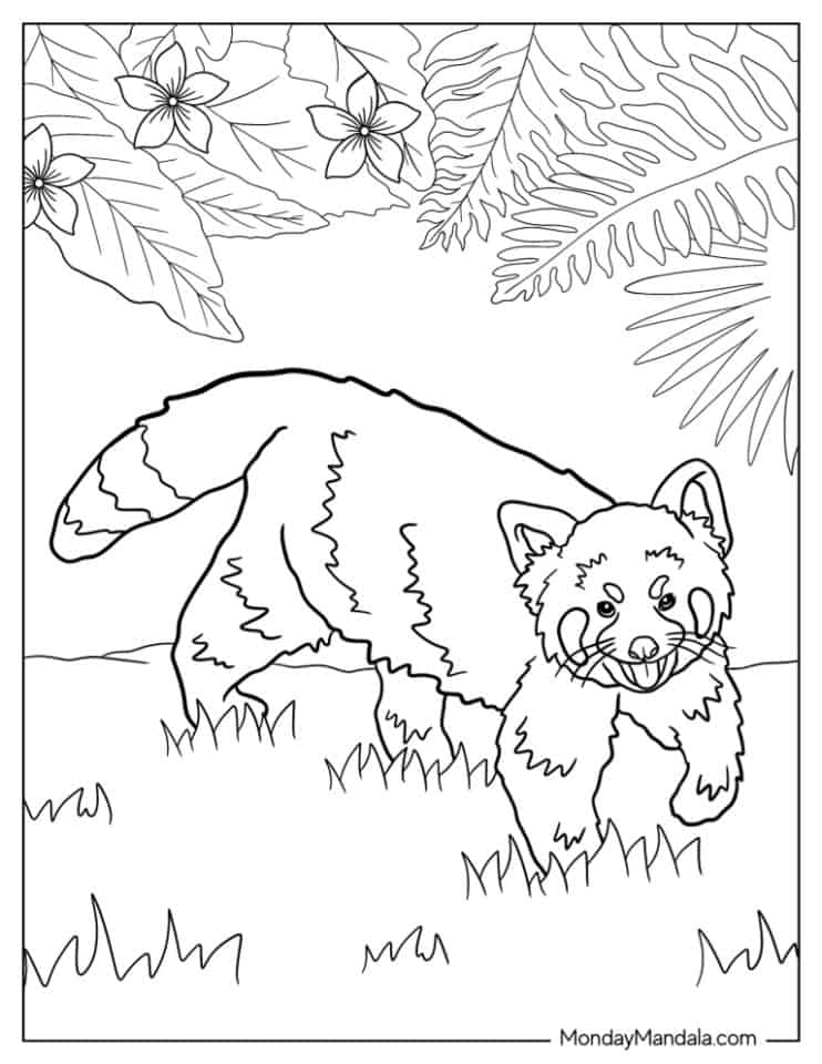 33 Red Panda Coloring Turning Red Coloring Pages Printable 3