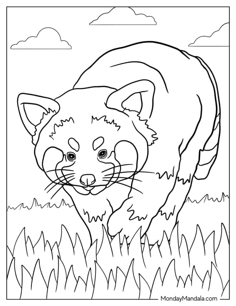 red panda coloring turning red coloring pages printable jpg