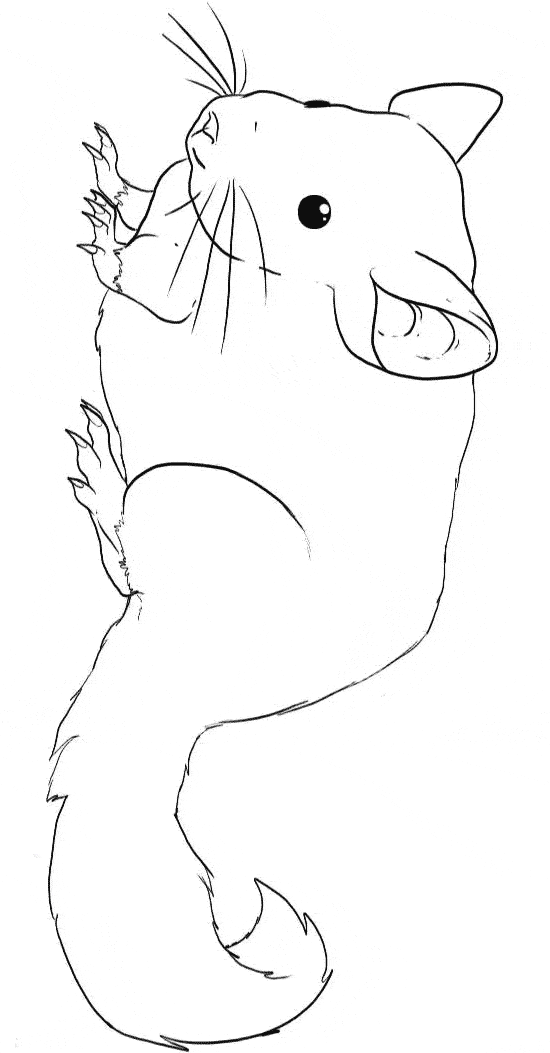 soft chinchilla coloring page printable jpg