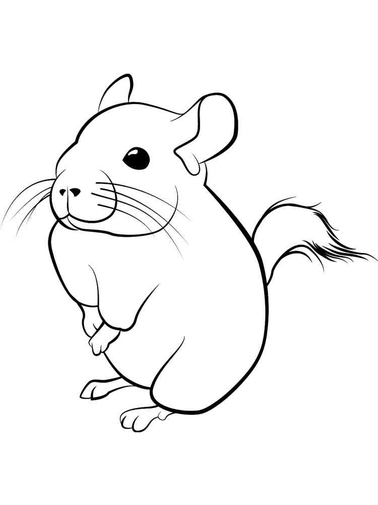 33 Soft Chinchilla Coloring Page Printable 2