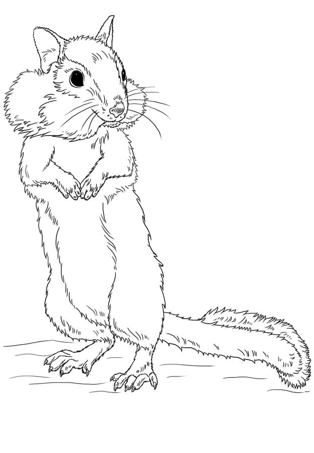 33 Soft Chinchilla Coloring Page Printable 21