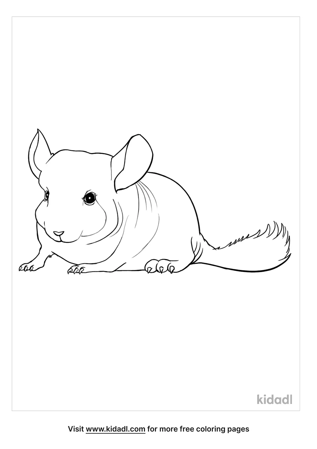 33 Soft Chinchilla Coloring Page Printable 25