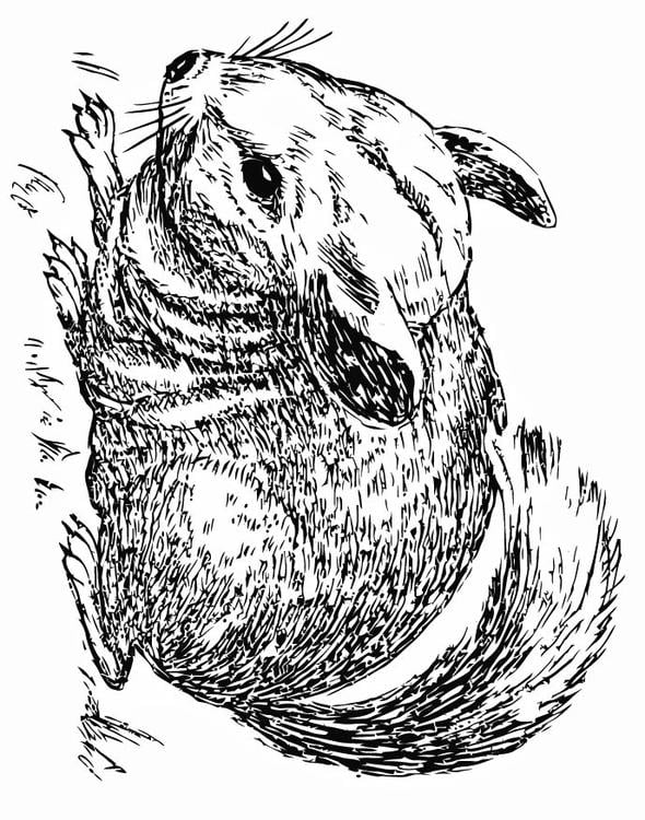 soft chinchilla coloring page printable jpg