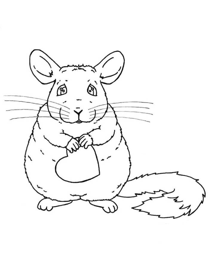 soft chinchilla coloring page printable jpg